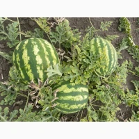 Продам кавун Продюсер Уманський район