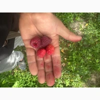 Куплю малину морожену