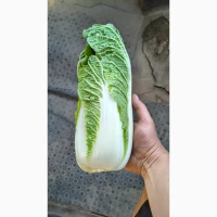 Продам пекінську капусту