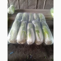 Продам пекінську капусту