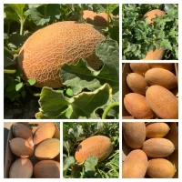 Куплю диню