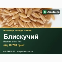Сорт Блискучий (тверда озима пшениця) - насіння еліта, РН-1 з документами, від 16 700 грн/