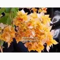 Бугенвиллия Double Red(махровая красная)