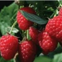 Продам саженцы устойчегово к засухе сорта Геракл, толькоОПТ