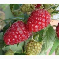 Продам саженцы устойчегово к засухе сорта Геракл, толькоОПТ