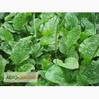 Подорожник, лист