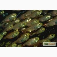 Продам подрощенную личинку карпа