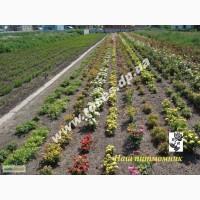 Саженцы роз для озелененич участков: штамбовые, плетистые, бордюрные, патио, спрей