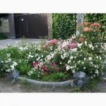 Саженцы роз для озелененич участков: штамбовые, плетистые, бордюрные, патио, спрей