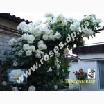 Саженцы роз для озелененич участков: штамбовые, плетистые, бордюрные, патио, спрей