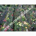 Саженцы роз для озелененич участков: штамбовые, плетистые, бордюрные, патио, спрей