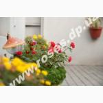 Саженцы роз для озелененич участков: штамбовые, плетистые, бордюрные, патио, спрей