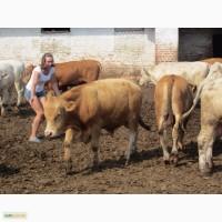 Продам породистых Бычков и Телочек с Польши. Опт не менее 100 голов
