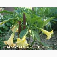 Бругмансии махровые и простые - укорененные черенки