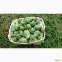 Продам свежую Брюссельскую капусту