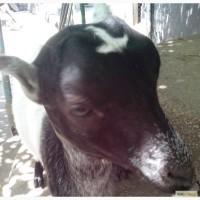 Прода козу породы ламанча