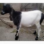 Прода козу породы ламанча