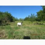 Прода козу породы ламанча