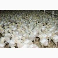 Продам подрощенных бройлеров КОББ-500 (ВЕНГРИЯ )