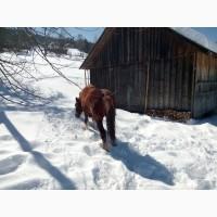 Продам жеребця