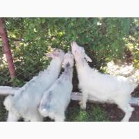 Продам козенята