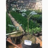 Туя смарагд. Прищеплені рослини Hoopsii, Compacta, Glauca Globosa