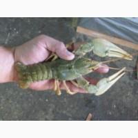 Продам раки