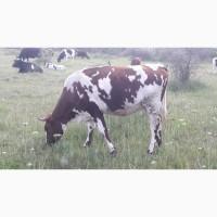 Продам стельных телок
