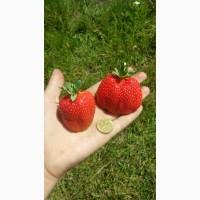 Продам садженці полцниці