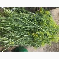 Продам свежий укроп для консервации