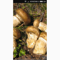 Продам гриби