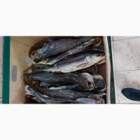 Продам сом, жерех вяленный 170грн/кг. Опт
