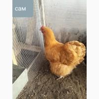 Куры орпингтон, инкубационное яйцо, цыплята