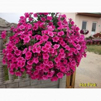 Розсада сульфінії Hot Pink (рожева) d-9 см