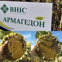 Насіння гібридів соняшнику АРМАГЕДОН (110дн) 2020 року урожаю