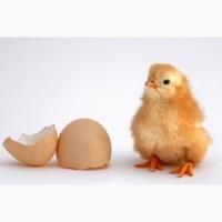 Инкубационное яйцо Мастер Грей, Редбро, Испанка, Гриз Бар