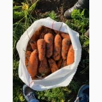 Продам морковь абако сетевого качества