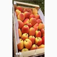Продам грушу Киргизка