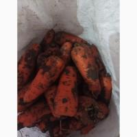 Продам морковь Абако