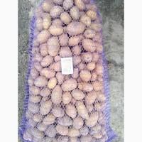 Продам семенной картофель Королева Анна