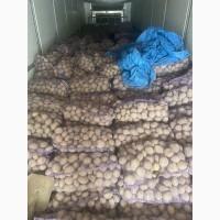 Продам товарный картофель сорт Коннект