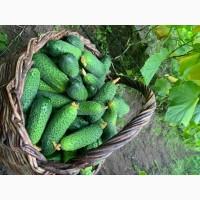 Продам тепличний огірок