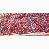 Продам красную смородину