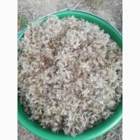 Продам насіня мордовніка шароголового(крутай, головатень)