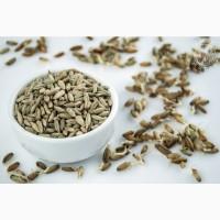 Купуємо продовольче жито