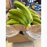 Банан Єгипет