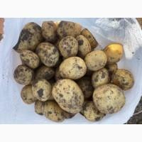 Продам картоплю