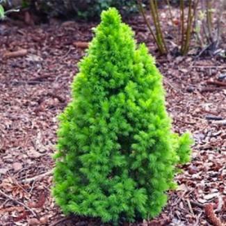 Саджанці коніка Зелена