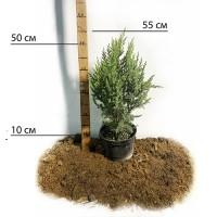 Саджанці коніка Зелена