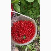 Сортова садова вишня | Вінниччина | Гурт від 10 т | Відвантаження до 40 т/день